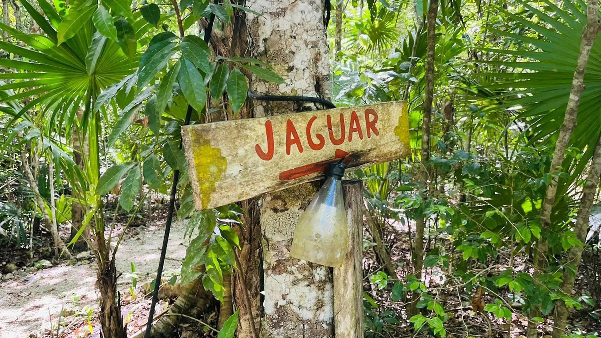 Jolie Jungle Eco Hotel (Adults Only) Leona Vicario