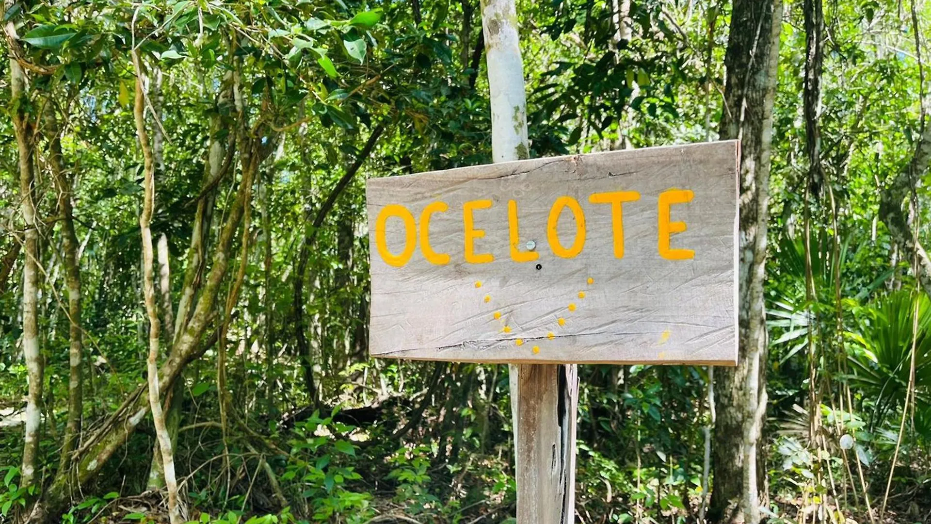 Jolie Jungle Eco Hotel (Adults Only) Leona Vicario